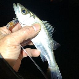 セイゴ（ヒラスズキ）