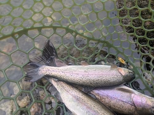 ニジマスの釣果