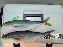 フクラギの釣果