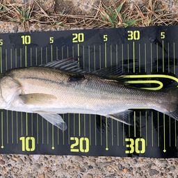 セイゴ（マルスズキ）