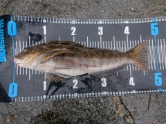 アイナメの釣果