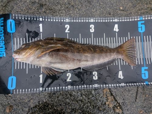 アイナメの釣果