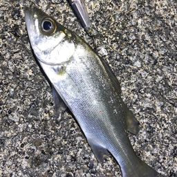 セイゴ（ヒラスズキ）