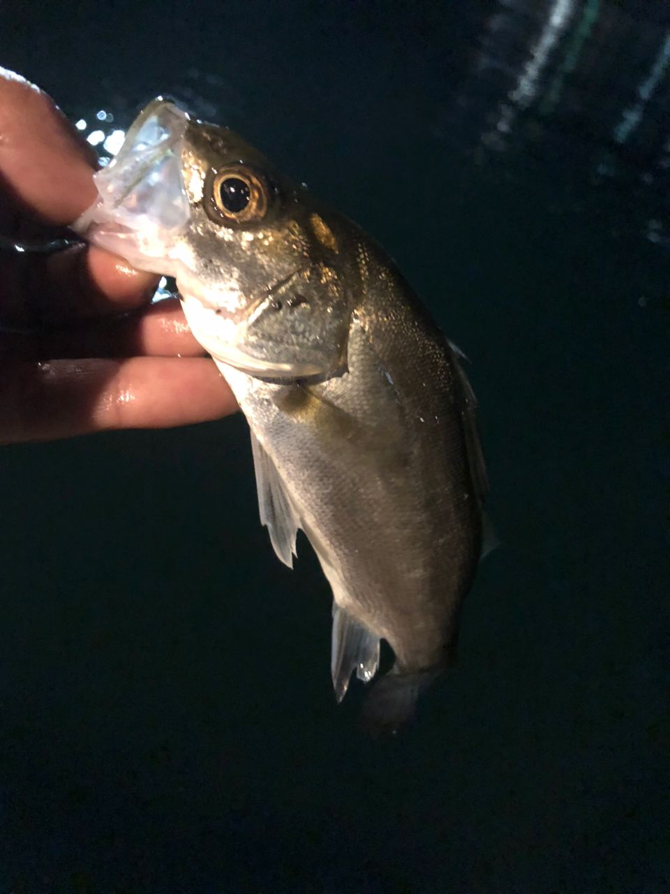 セイゴ（マルスズキ）