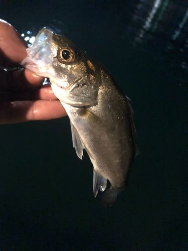 セイゴ（マルスズキ）の釣果