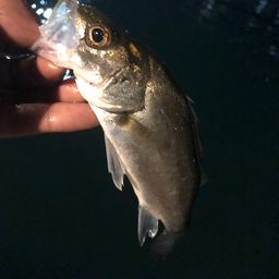 セイゴ（マルスズキ）