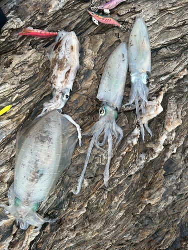 アオリイカの釣果