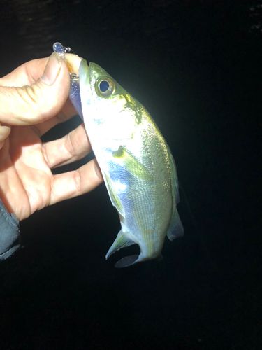 セイゴ（マルスズキ）の釣果