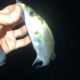 セイゴ（マルスズキ）