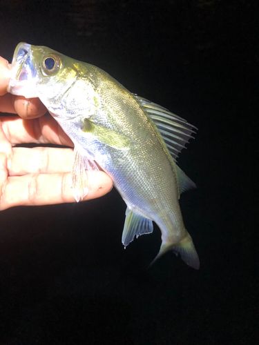 セイゴ（マルスズキ）の釣果