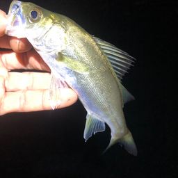 セイゴ（マルスズキ）