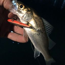 セイゴ（マルスズキ）