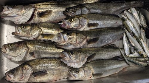 船橋港親水公園