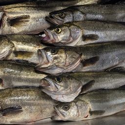 フッコ（マルスズキ）