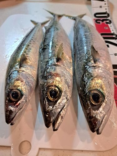 サバの釣果