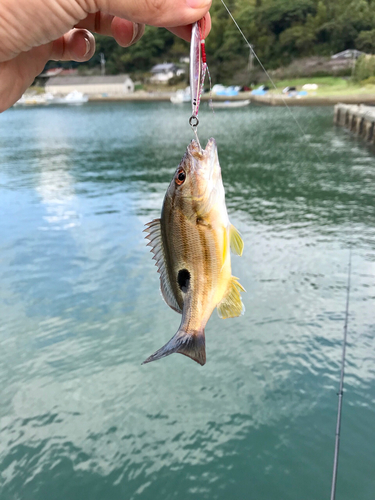 クロホシフエダイの釣果