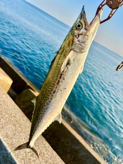 サゴシの釣果