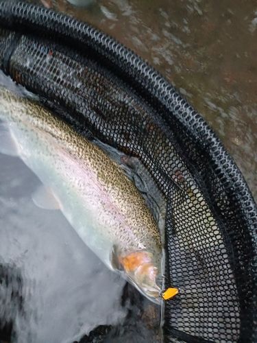 ニジマスの釣果