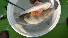 ウマヅラハギの釣果