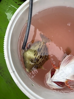 カワハギの釣果