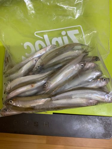 ワカサギの釣果