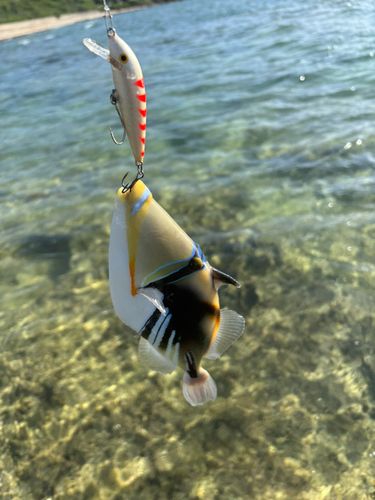 モンガラカワハギの釣果