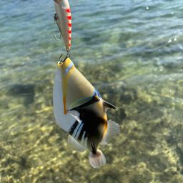 モンガラカワハギ