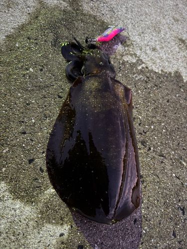 アオリイカの釣果