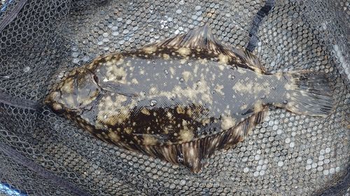 クロガシラガレイの釣果