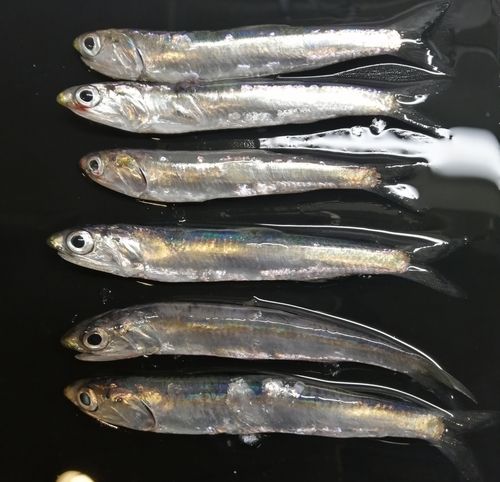 若洲海浜公園海釣り施設