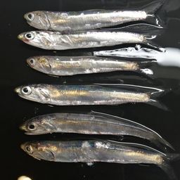 カタクチイワシ