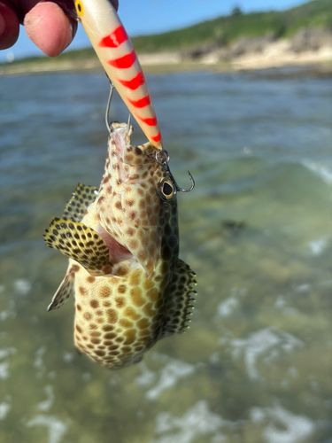 イシミーバイの釣果