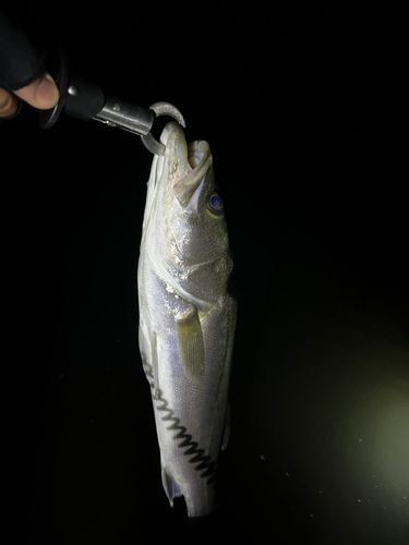 フッコ（マルスズキ）の釣果