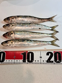 イワシの釣果