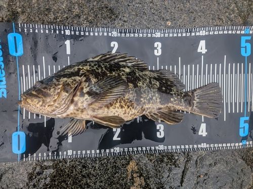 ベッコウゾイの釣果