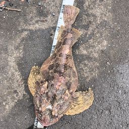 トウベツカジカ