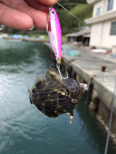 カワハギの釣果