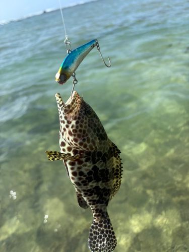 イシミーバイの釣果