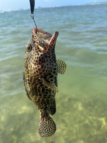 イシミーバイの釣果
