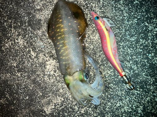ミズイカの釣果