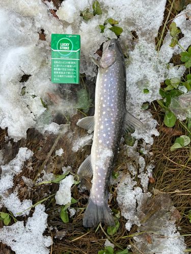アメマスの釣果