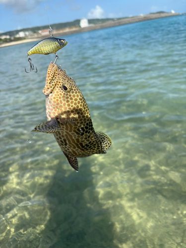 イシミーバイの釣果