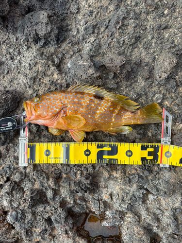 キジハタの釣果