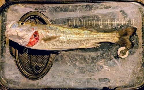 若洲海浜公園海釣り施設