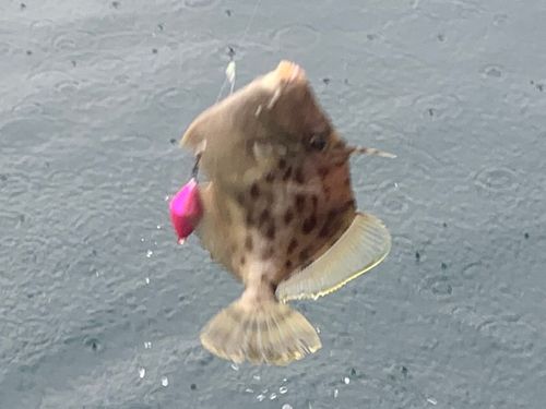 カワハギの釣果