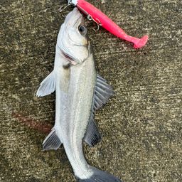 セイゴ（タイリクスズキ）