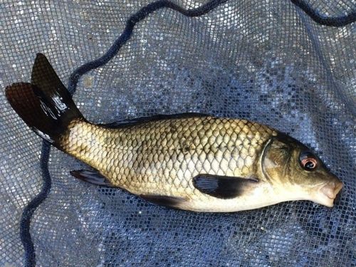 コイの釣果