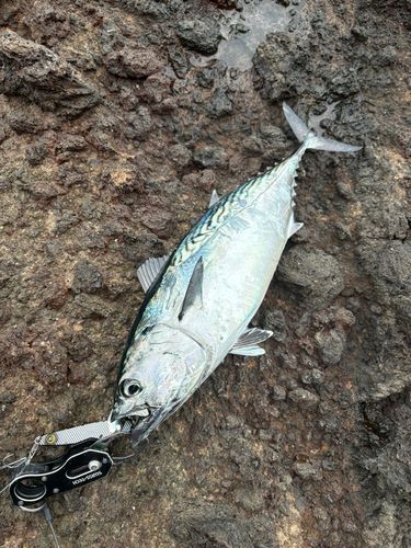 スマカツオの釣果