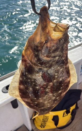ヒラメの釣果