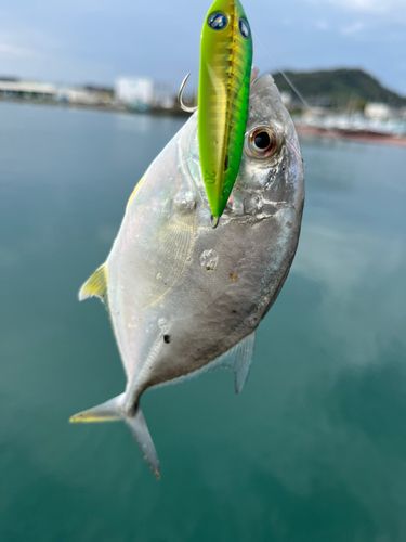 メッキの釣果